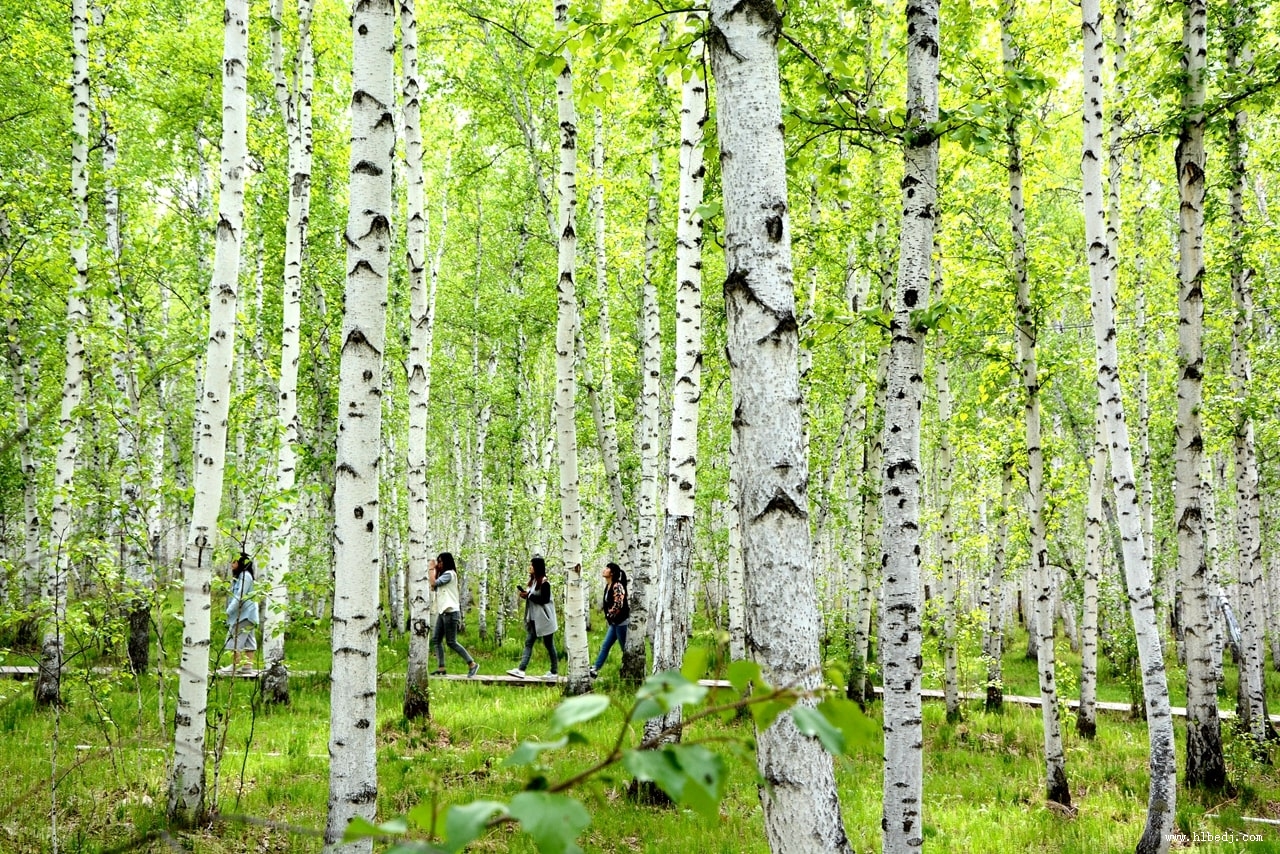 呼倫貝爾白樺林