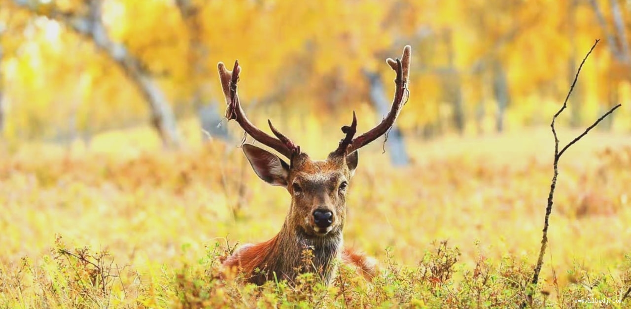 呼倫貝爾梅花鹿