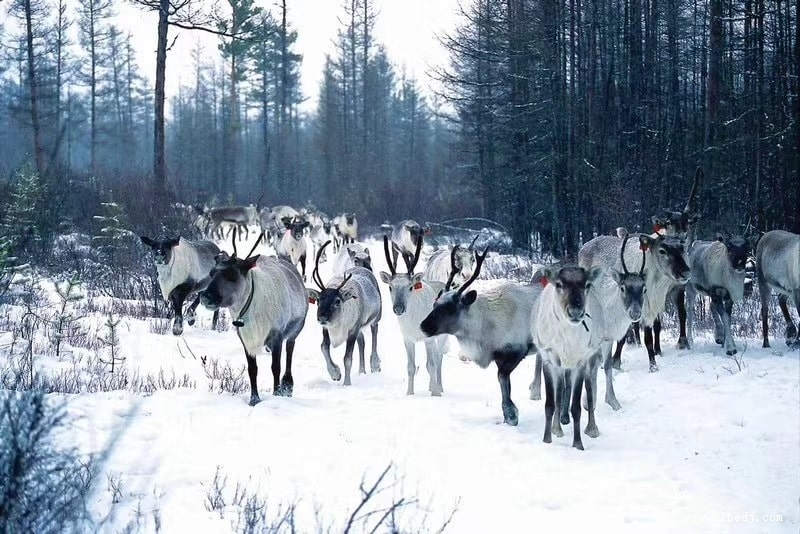 興安嶺馴鹿